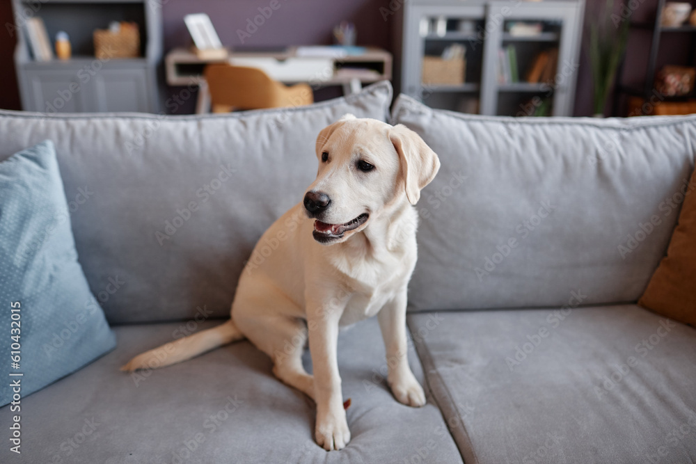 Obraz premium Full length portrait of white labrador puppy sitting on sofa in home interior, copy space