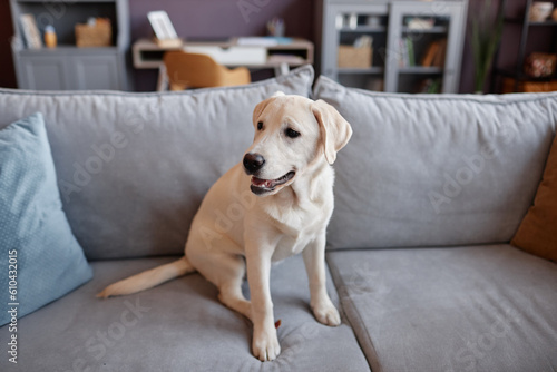 Full length portrait of white labrador puppy sitting on sofa in home interior, copy space