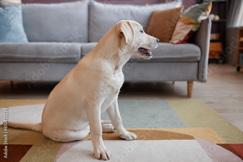 Side view of cute white dog sitting on floor in cozy home interior and looking away, copy space