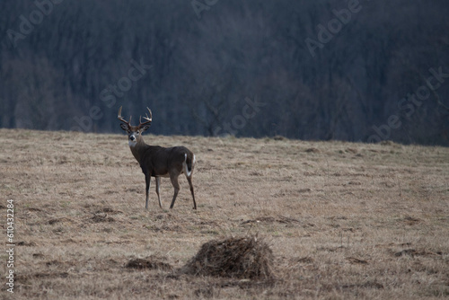 Whitetail buck in field looking back
