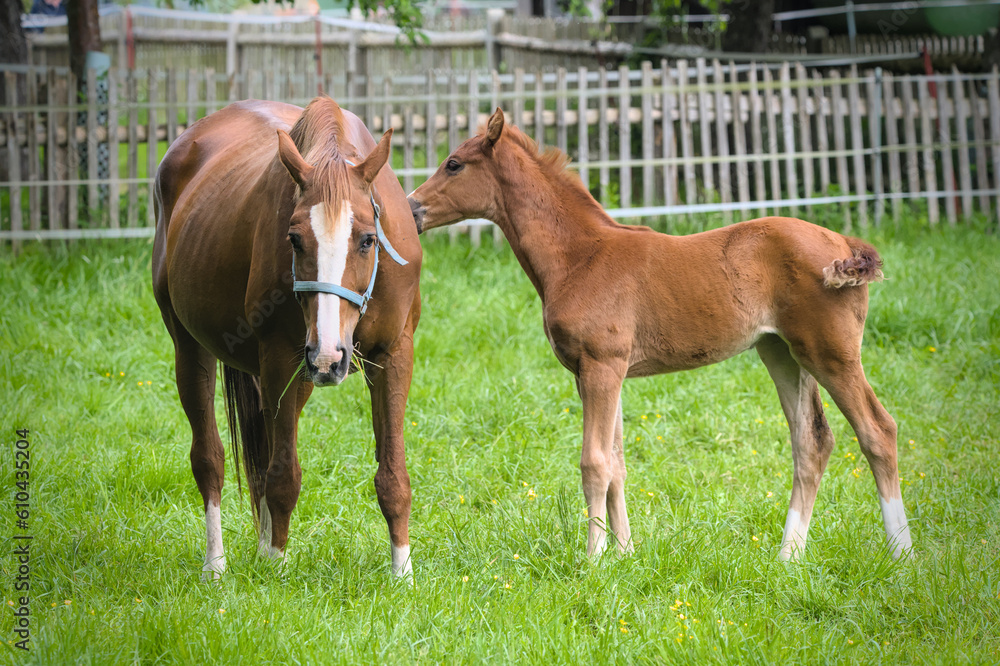 A mare and her foal near together, caring A mare and her foal near together, caring