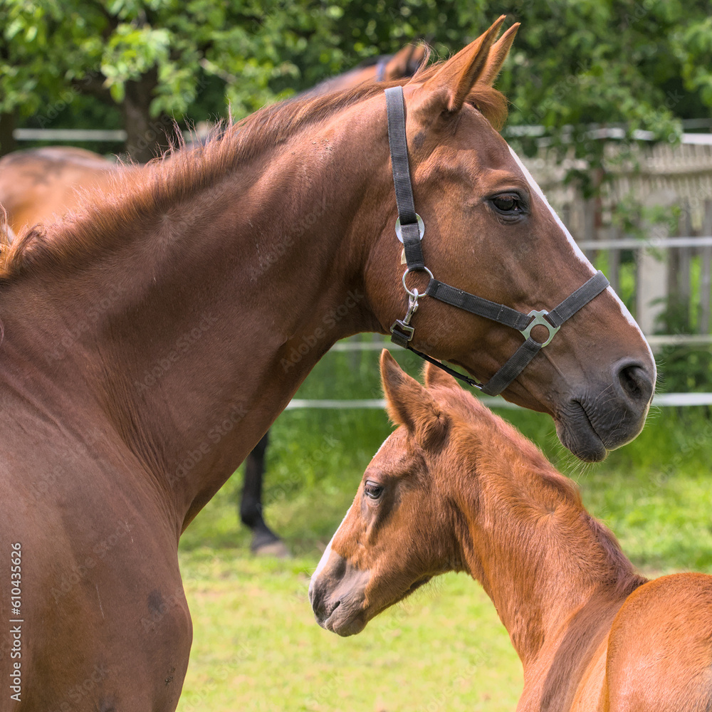 Fototapeta premium A mare and her foal near together, caring