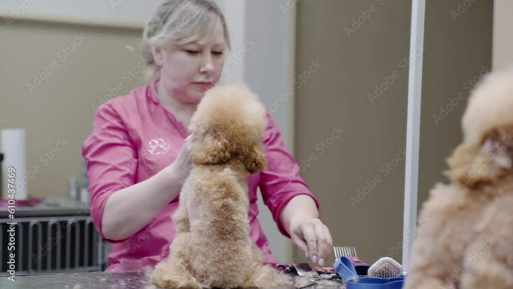 Canine receives a haircut at a pet spa grooming salon. Closeup of the dog during grooming. Canine receives a haircut at a pet spa grooming salon. Closeup of the dog during grooming.