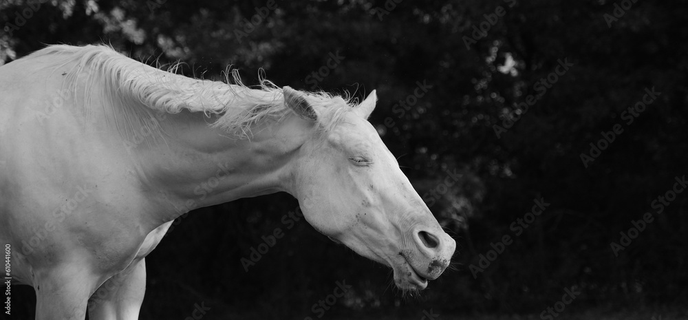 White horse shaking with mane hair in motion on farm, copy space on background.