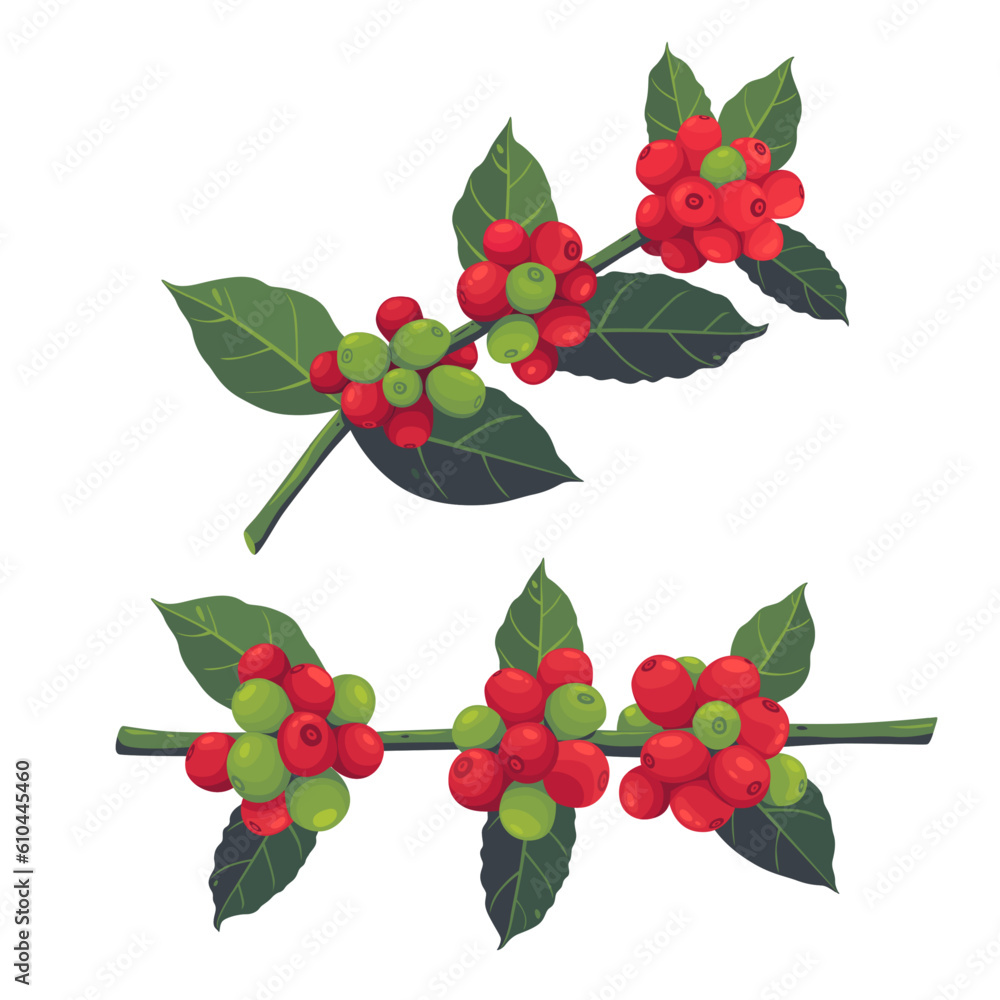 Vector illustration of a branch of a coffee tree with ripe coffee berries in the style of engraving in color. Branch of coffee with leaves and fruits for packaging design, product menu Vector illustration of a branch of a coffee tree with ripe coffee berries in the style of engraving in color. Branch of coffee with leaves and fruits for packaging design, product menu