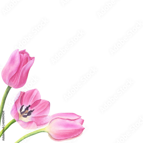 Wallpaper Mural Floral frame with pink tulips isolated on white background. Watercolor hand drawn. For cards, wedding invitations, mother's day, birthday, valentine's day, March 8. Torontodigital.ca