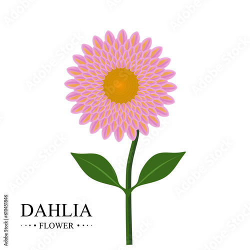 Dahlia flower vector. Flat illustration of beautiful flower Dahlia with leaves. Dahlias are perennial plants with tuberous roots. flat and cartoon vector illustration isolated