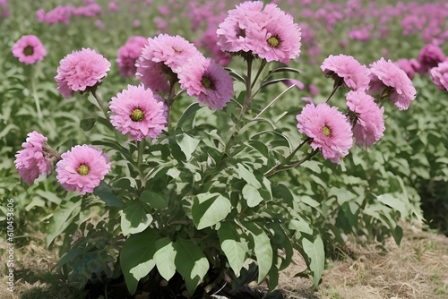 pink flowers in the garden