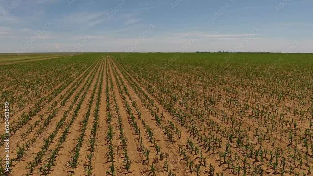 Summer Corn Field with Blue Skies Summer Corn Field with Blue Skies