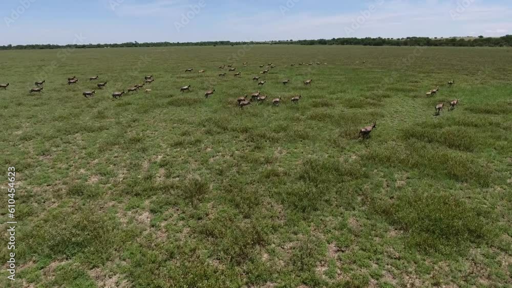 Aerial View of Hartebeest Antelope Running in Summer Field Aerial View of Hartebeest Antelope Running in Summer Field