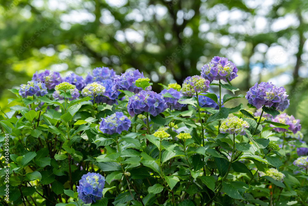 多摩川台公園の紫陽花　2023