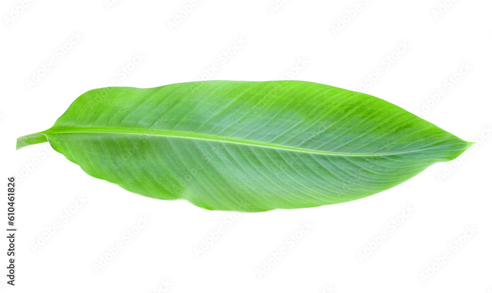 Green banana leaf isolated transparent png Green banana leaf isolated transparent png