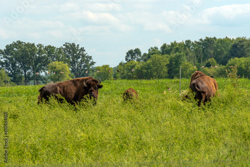 Fototapeta Naklejka Na Ścianę i Meble -  Bison Or Buffalo Resting In The Pasture In Summer