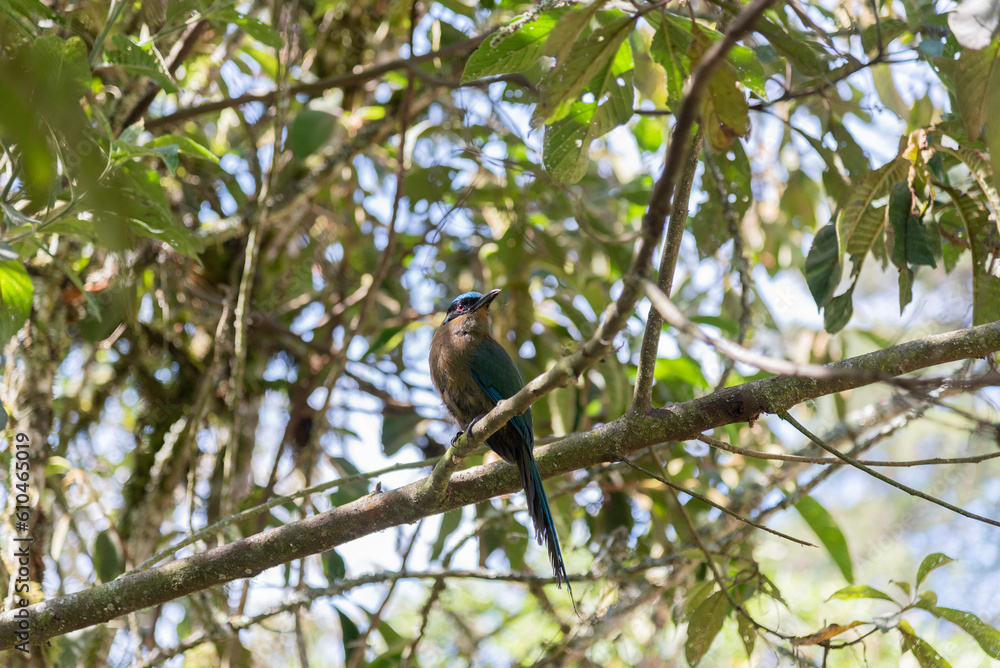 barranquero bird barranquero bird