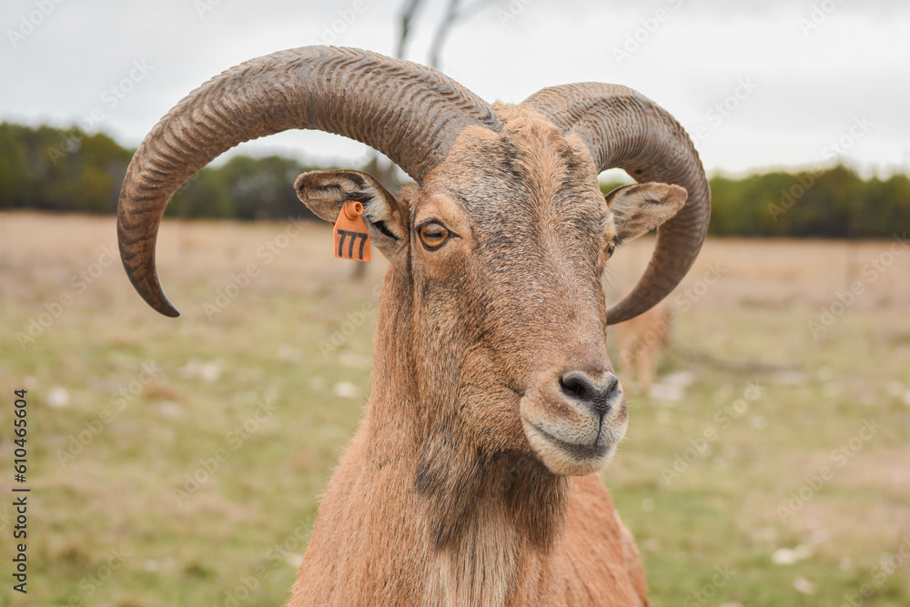 close up of a goat