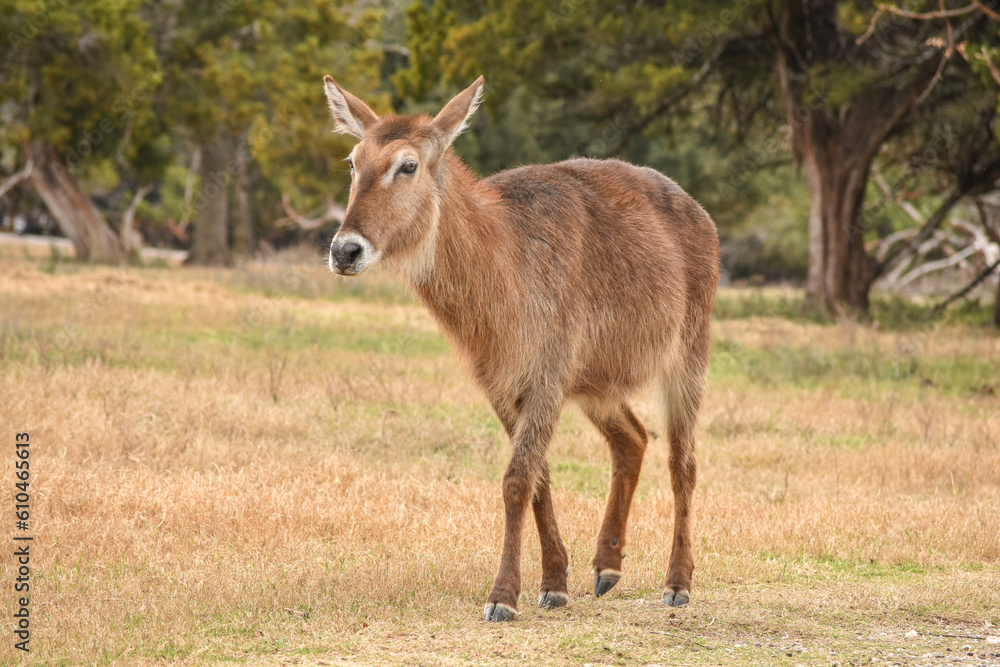 roe deer in the woods