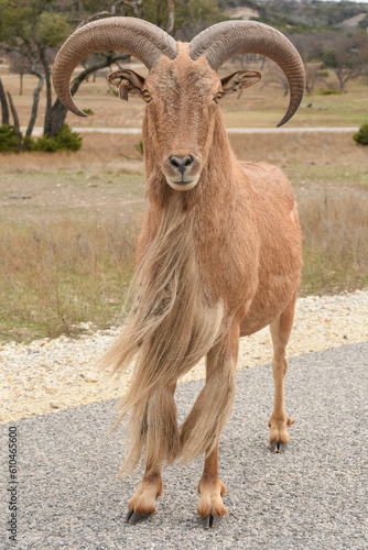 mountain goat on the rocks
