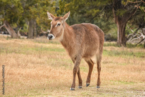 roe deer in the woods
