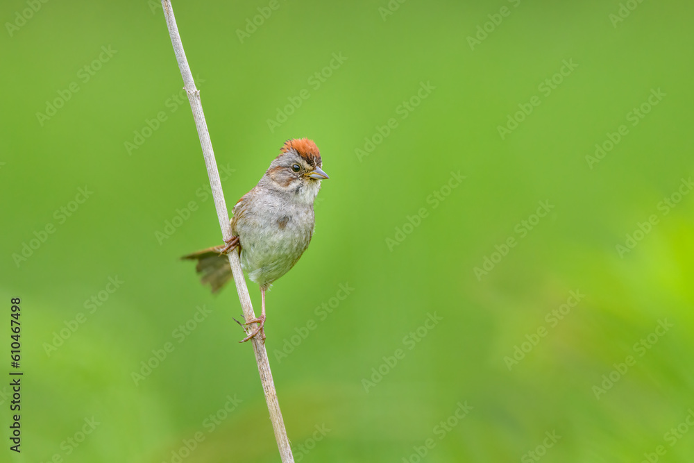 Swamp Sparrow perched on vertical reed with green background Swamp Sparrow perched on vertical reed with green background