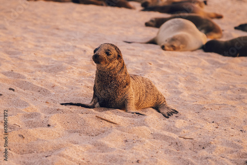 Canvas Print Baby Sea Lion at the Galapagos Islands in Ecuador