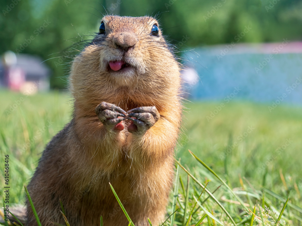 Prairie dog on a grassy field looking at a camera. Close-up, portrait of rodent Prairie dog on a grassy field looking at a camera. Close-up, portrait of rodent