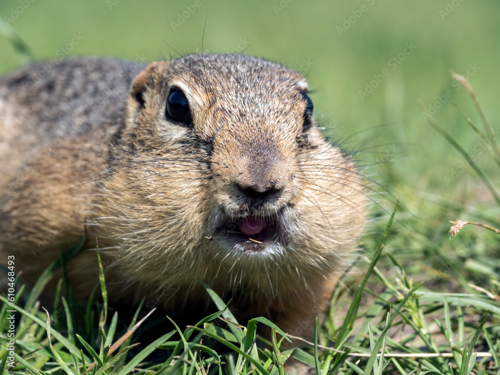 Prairie dog on a grassy field looking at a camera. Close-up, portrait of rodent Prairie dog on a grassy field looking at a camera. Close-up, portrait of rodent