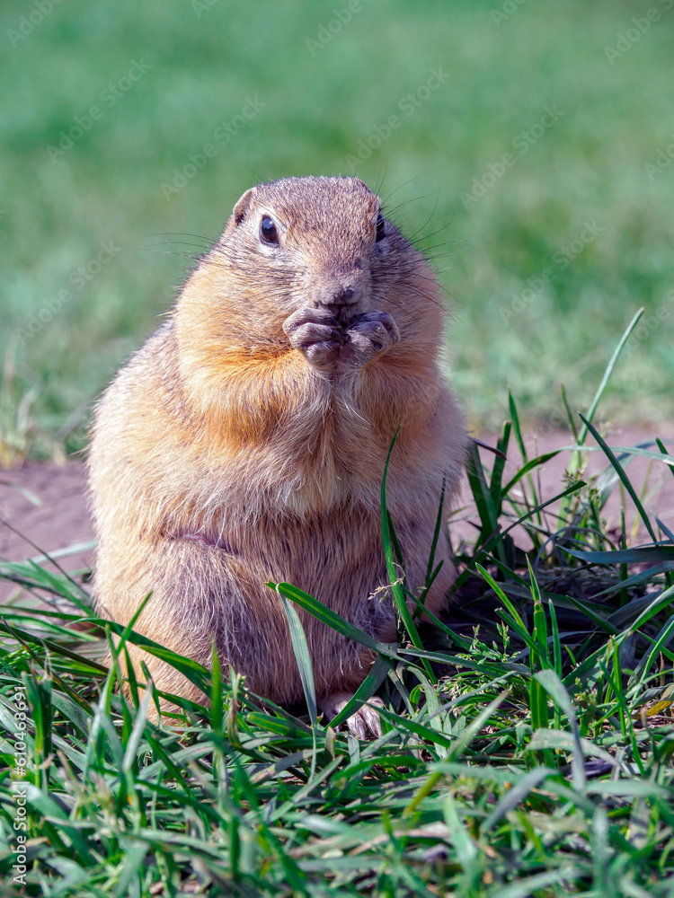 Prairie dog on a grassy field looking at a camera. Close-up, portrait of rodent Prairie dog on a grassy field looking at a camera. Close-up, portrait of rodent