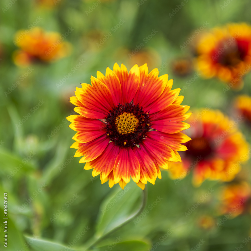 The gerbera is native to Transvaal and is commonly known as the Transvaal daisy The gerbera is native to Transvaal and is commonly known as the Transvaal daisy