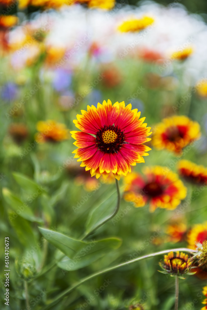 The gerbera is a widely cultivated species The gerbera is a widely cultivated species