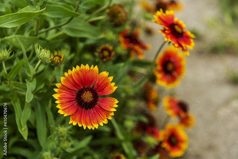 The gerbera is a widely cultivated species The gerbera is a widely cultivated species