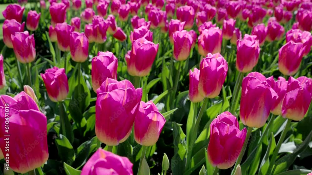 a close up of pink tulips with a white base at kuekenhof gardens near amsterdam, netherlands a close up of pink tulips with a white base at kuekenhof gardens near amsterdam, netherlands