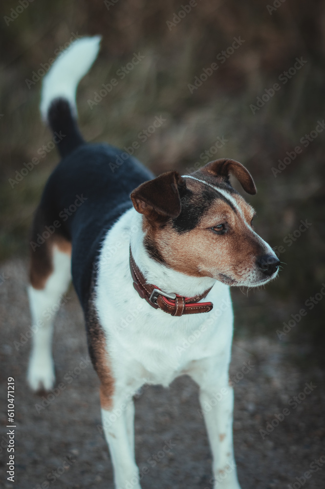 JackRussell Terrier dog