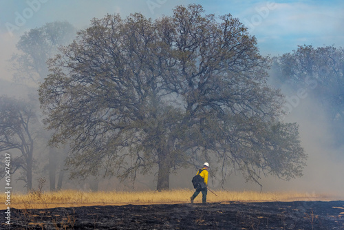 firefighter walks between burned and unburned areas near a large oak tree