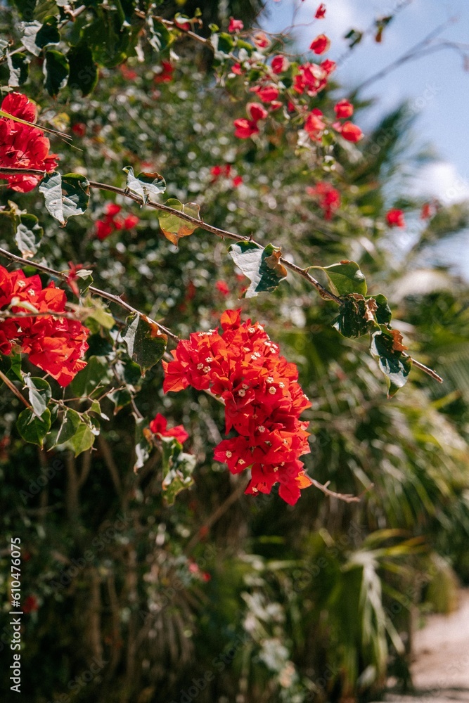 red flowers