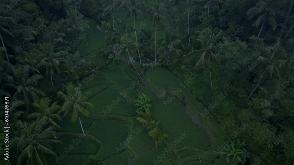 Indonesian paddy fields filmed with a Drone, Tegallalang Indonesian paddy fields filmed with a Drone, Tegallalang