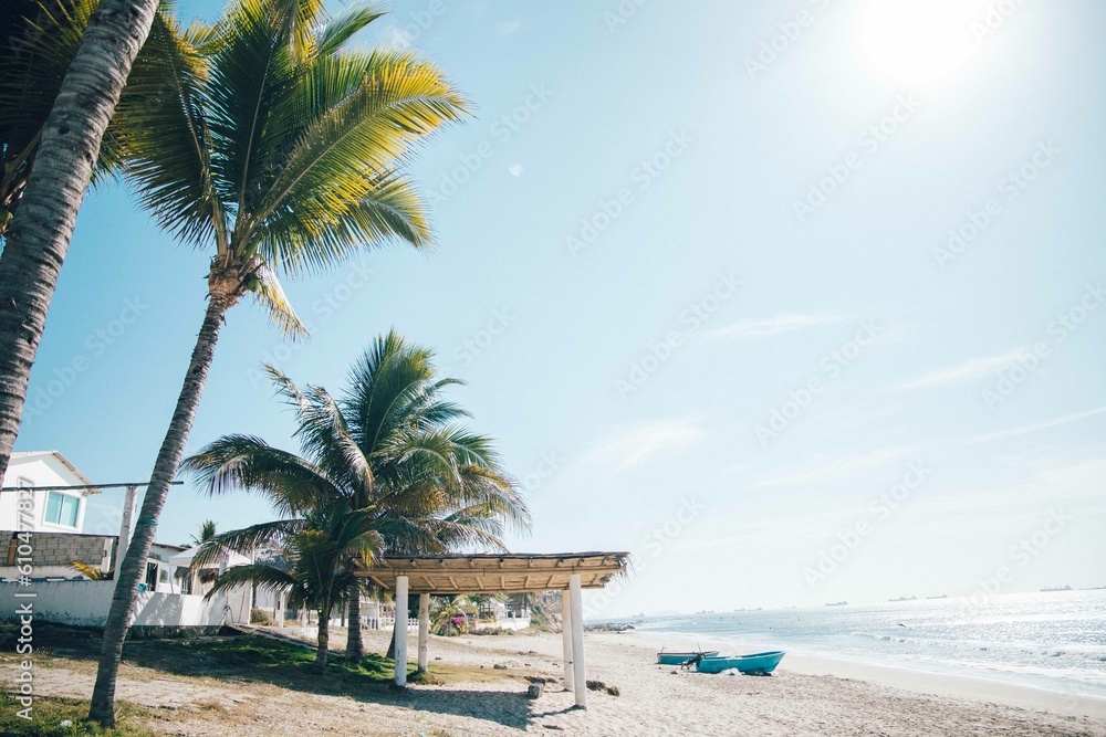 Naklejka premium palm trees on the beach
