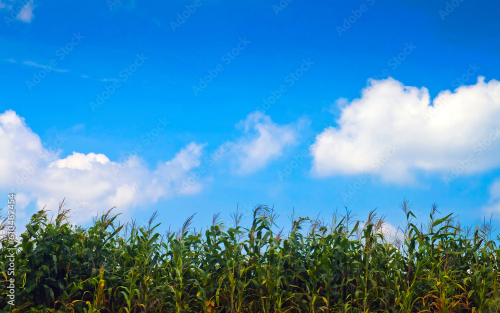 Obraz premium field and blue sky