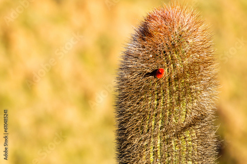 Cactus o cardón Nativo de la montaña.Flora autóctona de la cordillera de los Andes. Mendoza Argentina photo