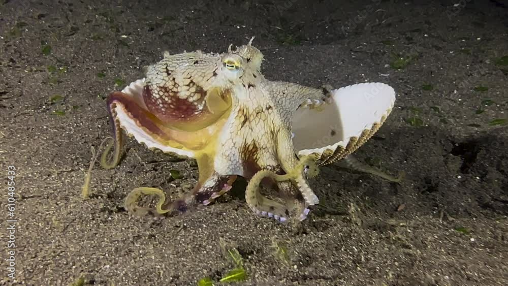 Coconut octopus inside an open cockle shell during night, poking in the ...