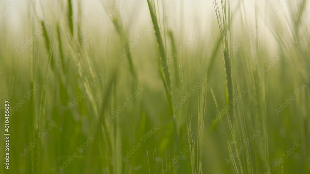 Mature barley crop sway in breeze, abstract shallow focus low angle shot Mature barley crop sway in breeze, abstract shallow focus low angle shot