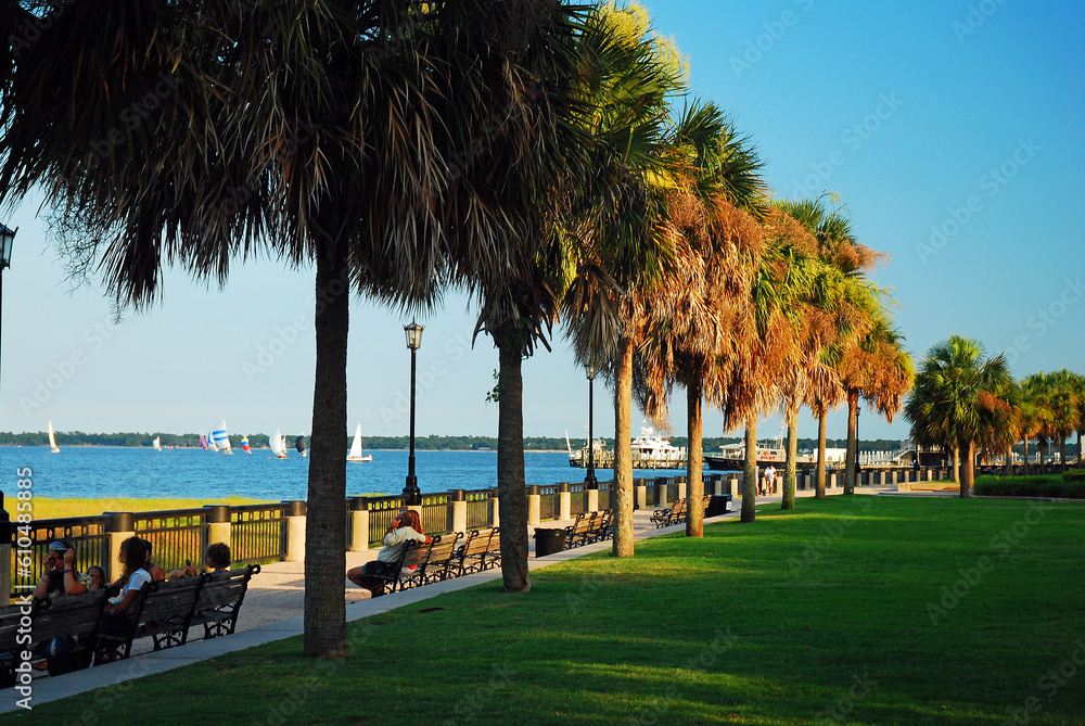 Obraz premium Beautiful tall palmetto trees line the Cooper River along Waterfront Park, in Charleston, South Carolina