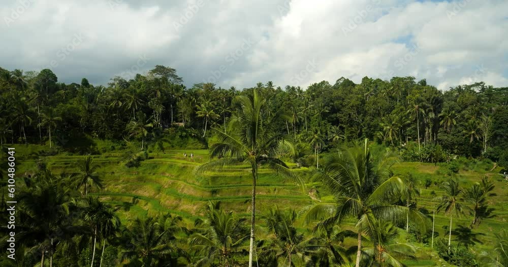 Panorama shot to the left of the Tegallalang rice terraces on bali in indonesia for documentations or travel videos Panorama shot to the left of the Tegallalang rice terraces on bali in indonesia for documentations or travel videos