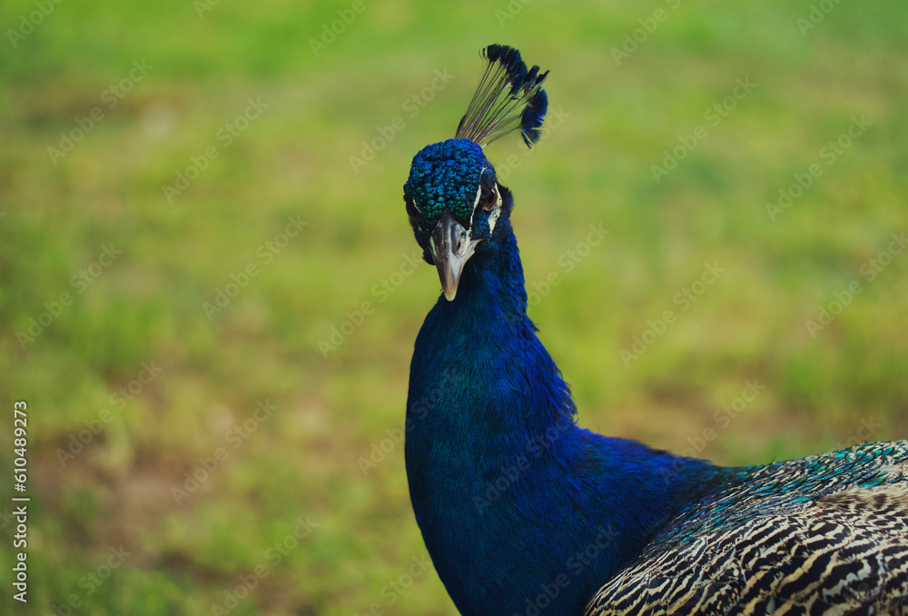 Obraz premium peacock in the park