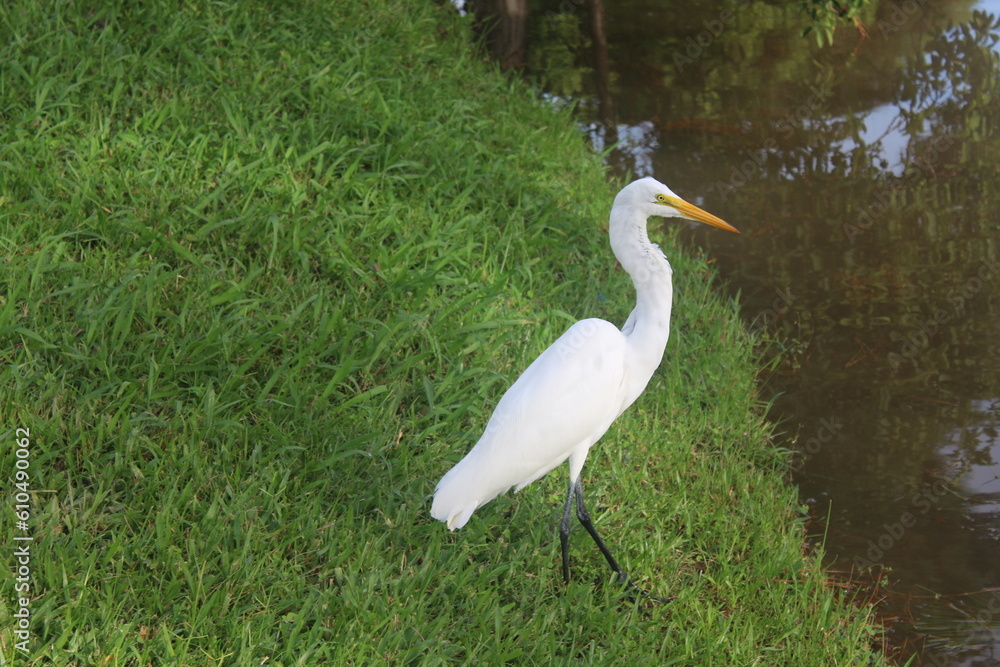 Fototapeta premium Great white egret (Ardea alba). Great white egret fishing on a mountain lake.