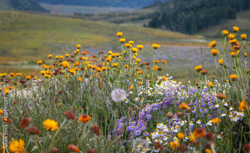 Beautiful wildflower meadow in Crested Butte, Colorado photo