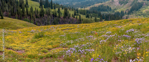 Fototapeta Naklejka Na Ścianę i Meble -  Panoramic view of scenic wildflower meadow in Colorado rocky mountains.