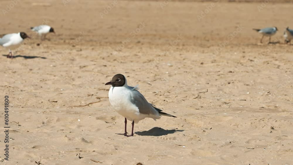 Black headed gull at the beach, with other gulls on the background out of focus Black headed gull at the beach, with other gulls on the background out of focus
