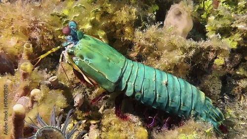 Male Peacock mantis shrimp completely out of burrow. Performs a quick 180 degrees rotation amidst corals and algae. Close-up shot showing all body parts