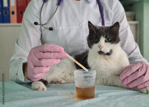 Photography Doctor examines cat in veterinary clinic and examines urine test