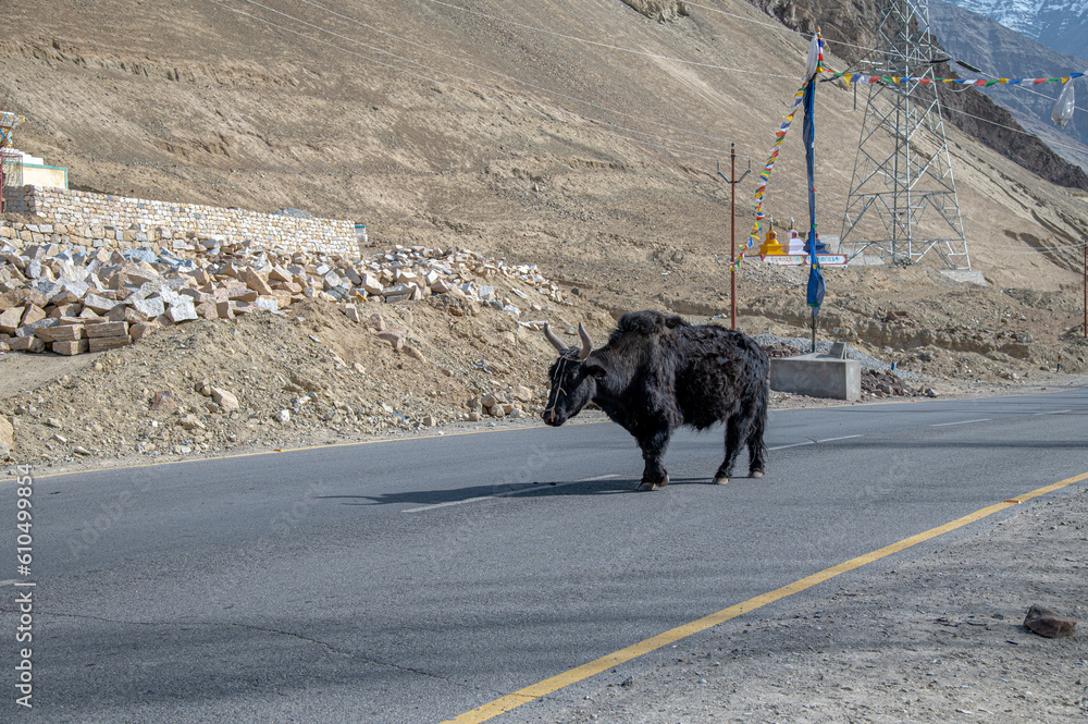 Big Yak crossing the road , spotted on the way to Zanskar Valley , Leh ...